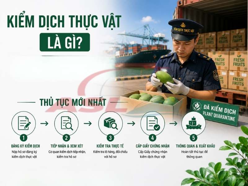 Hướng dẫn kiểm dịch thực vật cho hàng xuất nhập khẩu và các quy định cập nhật mới nhất.